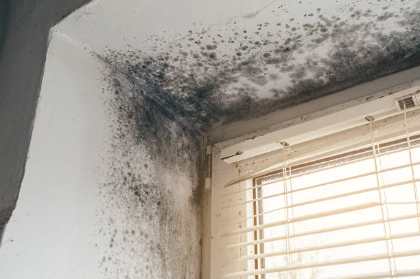 Affordable Black Mold Remediation solutions in Renovo, PA
